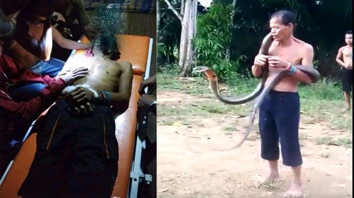 Penyebab Pawang UIar di Mempawah Tewas oleh King Kobra, Terungkap di Mana Titi Mematikan Gigitannya