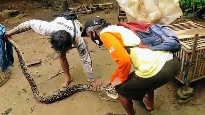 Ular Piton Sepanjang 2 Meter dengan Bobot 10 Kg Ditemukan Dalam Kandang Ayam  Warga Gunungkidul - TribunNews.com
