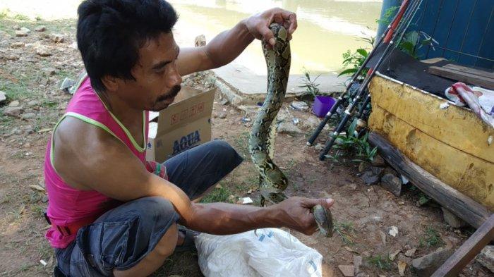 ular-sanca-di-kali-ancol.jpg