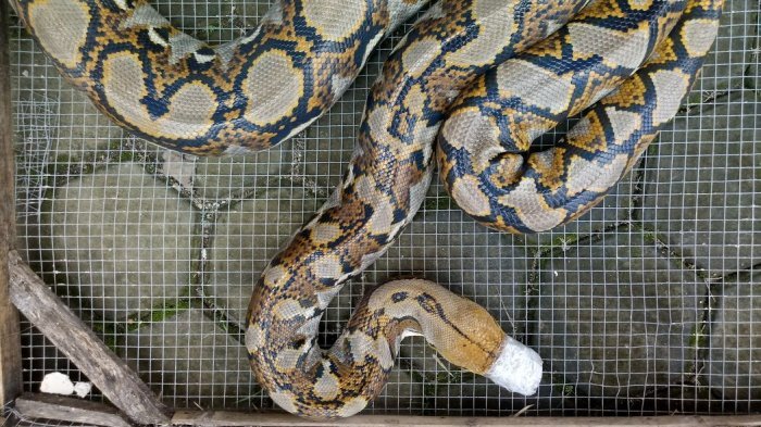 Tabiatda tashqarida hojatxonada porno Masha va ayiq XXX