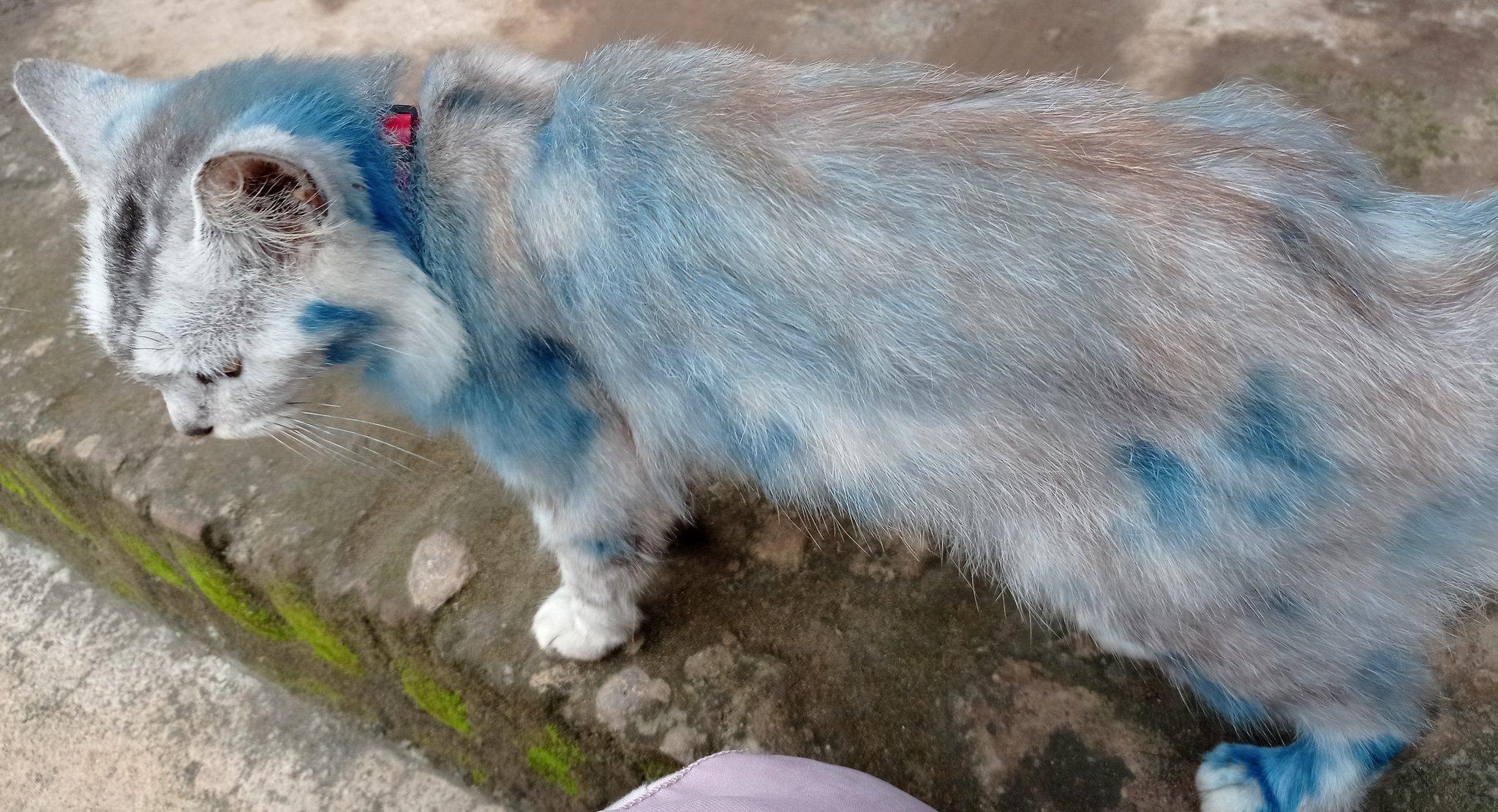 viral-foto-bulu-kucing-ini-berwarna-biru-sempat-tak-pulang-pemilik-menduga-dicat-seseorang.jpg