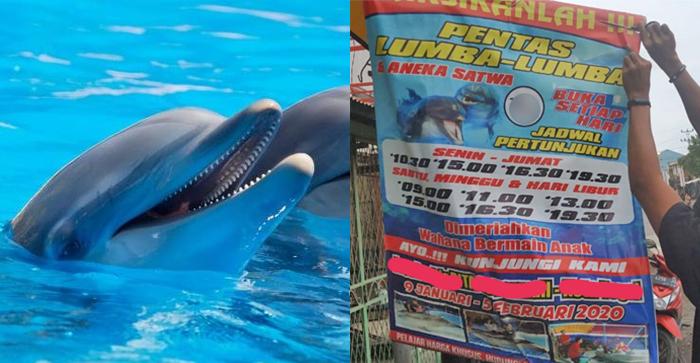 viral-surat-pelarangan-sirkus-keliling-di-twitter-bksda-jateng-tegaskan-staus-hewan-lumba-lumba.jpg