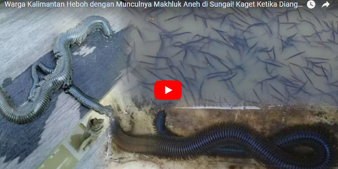 warga-kalimantan-heboh-dengan-munculnya-makhluk-aneh-di-sungai-kaget-ketika-diangkat-dari-air_20171110_143023.jpg