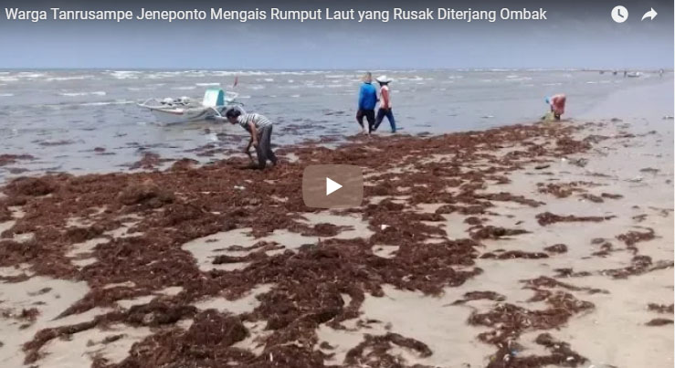 warga-pesisir-di-jeneponto-mengais-rumput-laut-yang-rusak-diterjang-ombak_20181018_110743.jpg