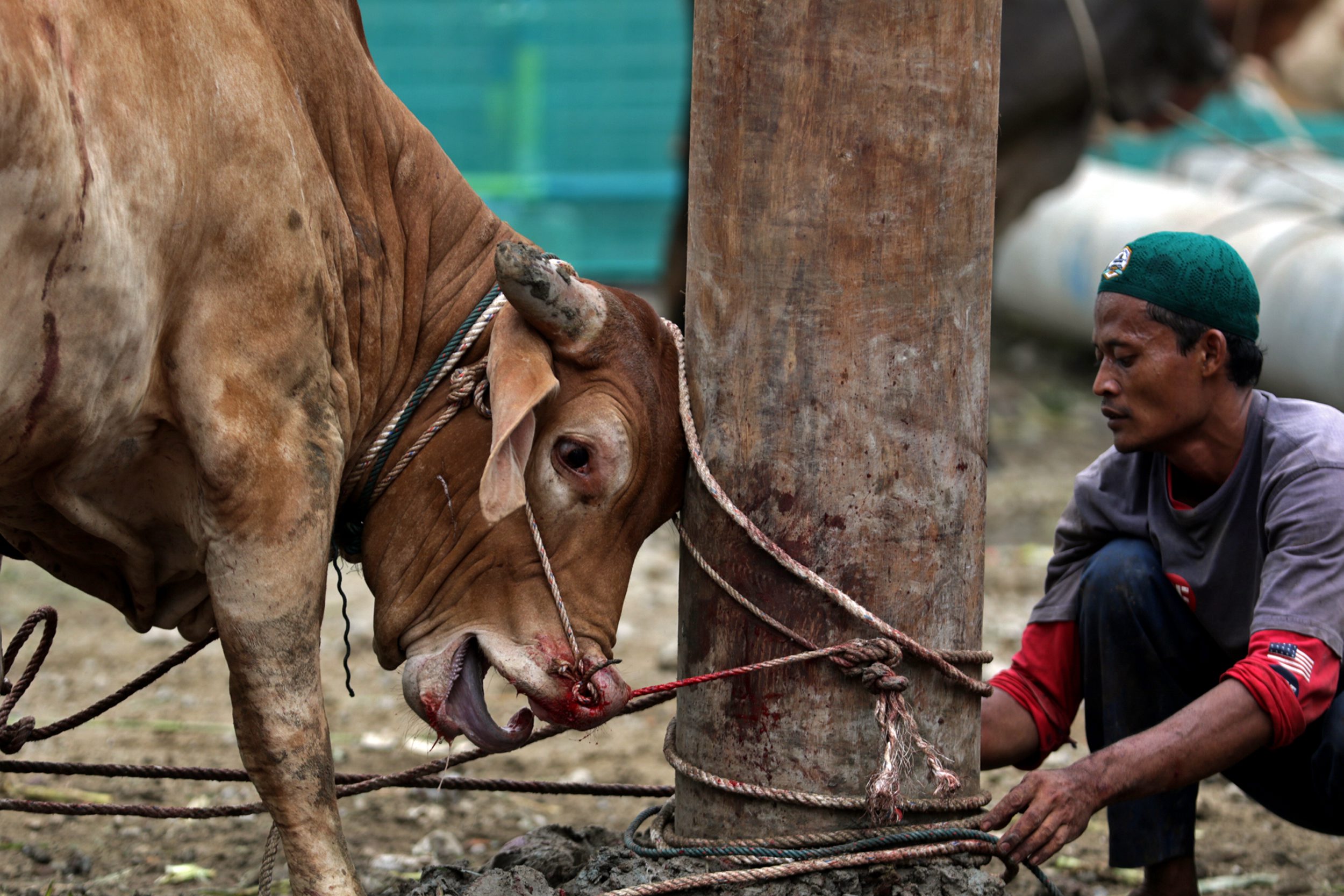 warga-terima-daging-hewan-qurban-idul-adha-1438-h_20170901_171221.jpg