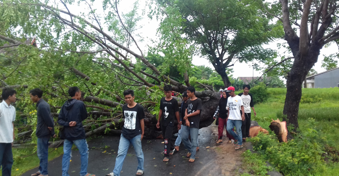warga-tumbangkan-pohon_1_20180308_083938.jpg