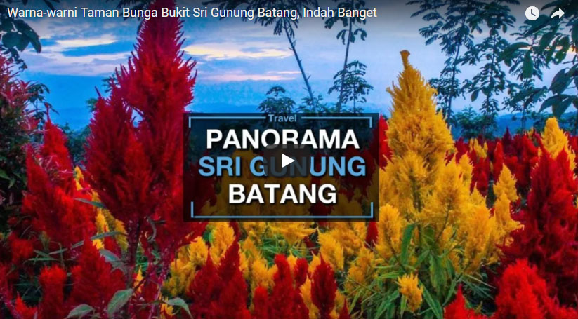 warna-warni-taman-bunga-bukit-sri-gunung-batang-indah-banget_20180306_134442.jpg