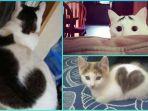 10-foto-kucing-dengan-tanda-lahir-yang-unik-ada-yang-punya-pola-hati-di-badannya.jpg