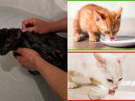 10-kesalahan-dalam-memelihara-kucing-dan-harus-segera-dihindari-memandikan-hingga-memberi-susu.jpg