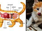 10-makanan-yang-tidak-boleh-diberikan-pada-kucing-meski-mereka-mengeong-ngeong-meminta.jpg