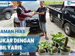 14-pot-tanaman-hias-ditukar-mobil-yaris-ditotal-harganya-rp-120-juta-termahal-strawbery-shake.jpg