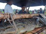 2-buaya-tertangkap-warga-di-pangkalpinang-punya-panjang-4-meter-diburu-karena-takut-jatuh-korban.jpg