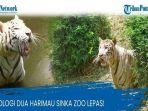 2-harimau-sinka-zoo-yang-lepas.jpg