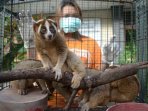 2-lutung-jawa-dan-4-kukang-jawa-berhasil-diamankan_20160805_153538.jpg