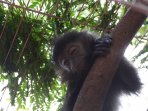 2-lutung-jawa-dan-4-kukang-jawa-berhasil-diamankan_20160805_153617.jpg