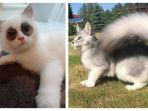 20-foto-kucing-dengan-tanda-lahir-unik-ada-kucing-yang-punya-bibir-hingga-berwujud-seperti-tupai.jpg
