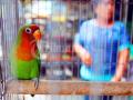 20110731_Burung_Piaraan_.jpg