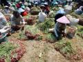 20110810_Petani_Panen_Bawang_Merah_.jpg