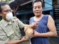 20120110_Awas_Flu_Burung.jpg