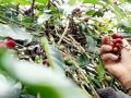 20120503_Memanen_Kopi_Aceh.jpg