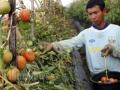 20120503_Panen_Tomat_TW_Amala.jpg