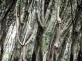 20120604_Agrobisnis_Karet_5548.jpg