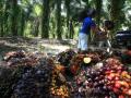 20120614_HARGA_SAWIT_TURUN_9738.jpg