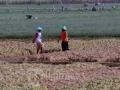 20120827_Lebaran_Petani_Bawang_Merah_Brebes_Panen_2863.jpg