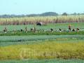 20120827_Lebaran_Petani_Bawang_Merah_Brebes_Panen_7291.jpg