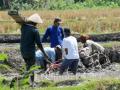 20120828_Petani_Pembajak_Sawah_Kejeblos_9413.jpg