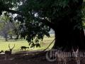 20120904_Rusa_Hiasi_Taman_Istana_Bogor_6545.jpg