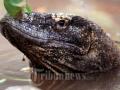 20120907_Komodo_Sedang_Berendam_di_Air_2774.jpg
