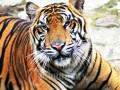 20120913_Harimau_Sumatera_di_Kebon_Binatang_Ragunan_1597.jpg