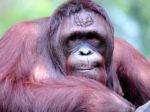 20120914_Orang_Utan_Koleksi_Ragunan_7964.jpg