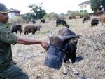 20121009_Harga_Sapi_Qurban_Naik_7797.jpg