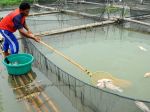 20121030_Ribuan_Ikan_Milik_Petambak_di_Jakabaring_Mati_5119.jpg