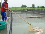 20121030_Ribuan_Ikan_Milik_Petambak_di_Jakabaring_Mati_9139.jpg