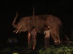 20121110_PEMINDAHAN_GAJAH_3511.jpg