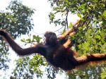 20121115_Orangutan_di_Taman_Nasional_Tanjung_Puting_2925.jpg