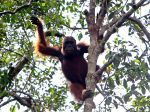 20121115_Orangutan_di_Taman_Nasional_Tanjung_Puting_9350.jpg