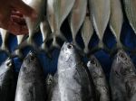 20130111_HARGA_IKAN_NAIK_7192.jpg