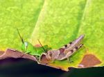 20130114_Belalang_3331.jpg