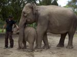 20130213_Anak_Gajah_Patroli_Hutan_1365.jpg