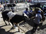20130213_Harga_Sapi_Naik_Berlipat_1648.jpg