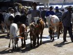 20130213_Harga_Sapi_Naik_Berlipat_9806.jpg