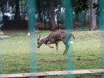 20130302_Rusa_Tutul_Ditaman_Monas_4034.jpg