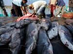 20130312_Perdagangan_Ikan_Hiu_di_TPI_Lampulo_1107.jpg