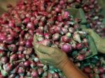 20130315_Pedagang_Bawang_di_Pasar_Induk_Kramat_Jati_6782.jpg