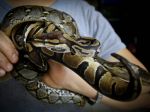 20130323_Ular_Ball_Python_5538.jpg