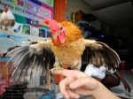 20130325_Ayam_Hias_Serama_4452.jpg